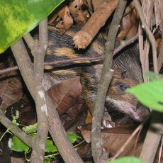 July 2009 — Baby Wild Boar