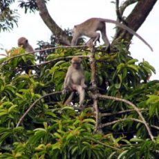 May 2005 — Long-Tailed Macaques