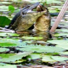 January 2005 — Fighting Monitors
