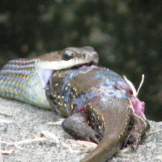 October 2008 – Snakes and Chicks