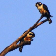 Nov 2009 — Black-Thighed Falconets and Grammatophyllum