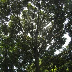 October 2008 – New Planting