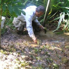 April 2007 — Arrival of Rare Water Plant