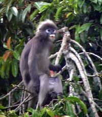 January 2006 — Rambutans Attract Monkeys