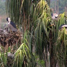 June 2005 — Dry Season, and Heron Nesting at Tasek Putri