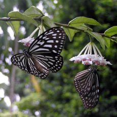 May 2007 — Butterflies