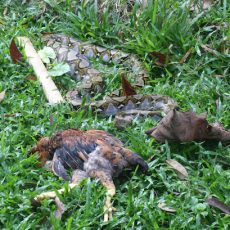 July 2012 — Python Returns to Henhouse