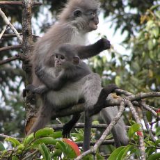 June 2006 — Dusky Leaf Monkey