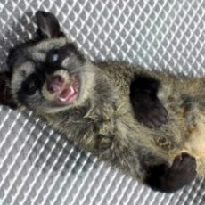 April 2005 — Civet Post Mortem