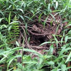 June 2008 — Return of the Blue-Winged Pitta