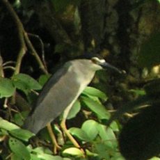 June 2007 — Black-crowned Night Heron