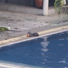 January 2012 — Otters