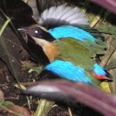 August 2007 — Blue-winged Pitta
