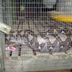 May 2008 – Python reticulatus