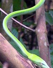 July 2007 — Oriental Whip Snake